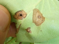 Gracillaria syringella