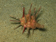 Stylocidaris affinis