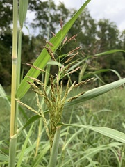 Sorghum halepense
