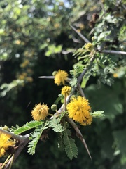 Vachellia farnesiana