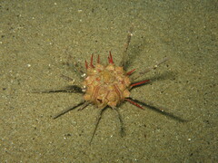 Stylocidaris affinis