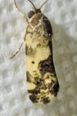 Ponometia nannodes
