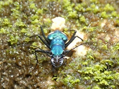 Pseudoxycheila tarsalis