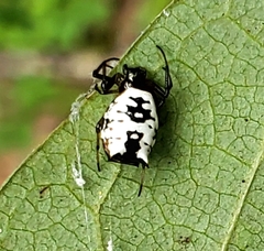 Micrathena mitrata