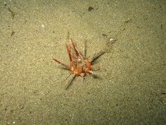 Stylocidaris affinis