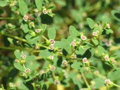 Euphorbia polycarpa