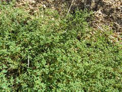 Euphorbia polycarpa