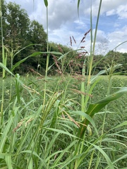 Sorghum halepense