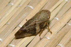 Aphrophora alni