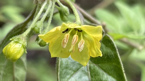 Capsicum rhomboideum (Capsicum rhomboideum)