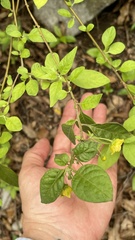 Capsicum rhomboideum