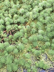 Myriophyllum aquaticum