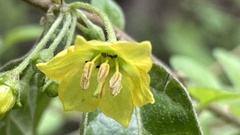 Capsicum rhomboideum
