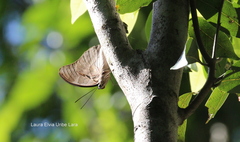 Charaxinae