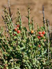 Cylindropuntia leptocaulis