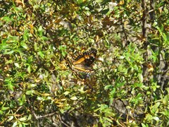 Chlosyne californica