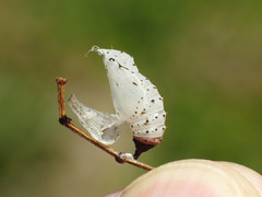 Chlosyne californica