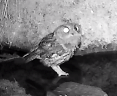 Megascops kennicottii