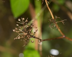 Ptilimnium