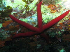 Ophidiaster ophidianus