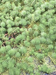 Myriophyllum aquaticum