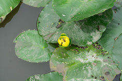 Nuphar advena