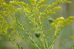 Asphondylia solidaginis