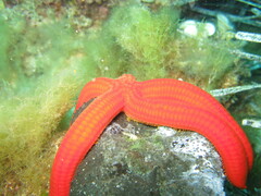 Ophidiaster ophidianus