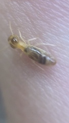 Tenuirostritermes