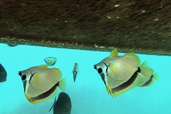 Johnrandallia nigrirostris