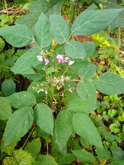 Desmodium canescens