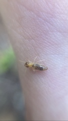 Tenuirostritermes