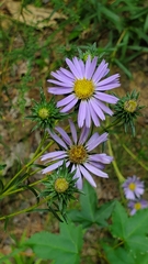Eurybia hemispherica