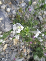 Galeopsis angustifolia