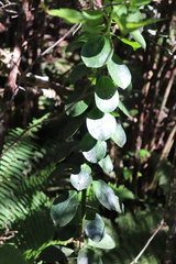 Ilex anomala