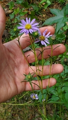 Eurybia hemispherica