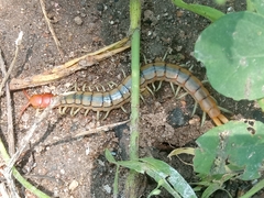 Scolopendra
