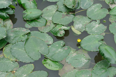 Nuphar advena