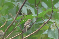Sporophila minuta