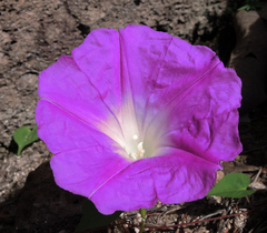 Ipomoea orizabensis novogaliciana