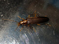 Nacerdes carniolica