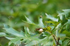 Amphibolips quercusostensackenii