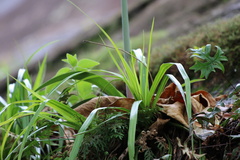 Hippeastrum