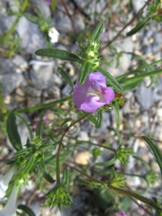 Galeopsis angustifolia