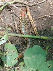 Scolopendra