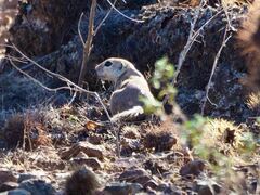 Xerospermophilus tereticaudus