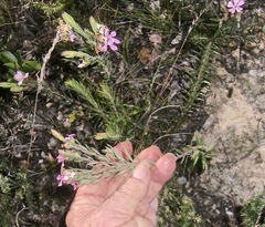 Acmadenia