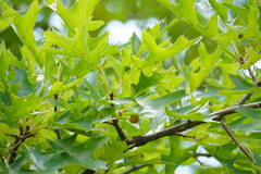 Amphibolips quercusostensackenii
