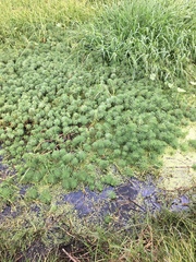 Myriophyllum aquaticum