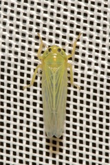 Cicadula quadrinotata